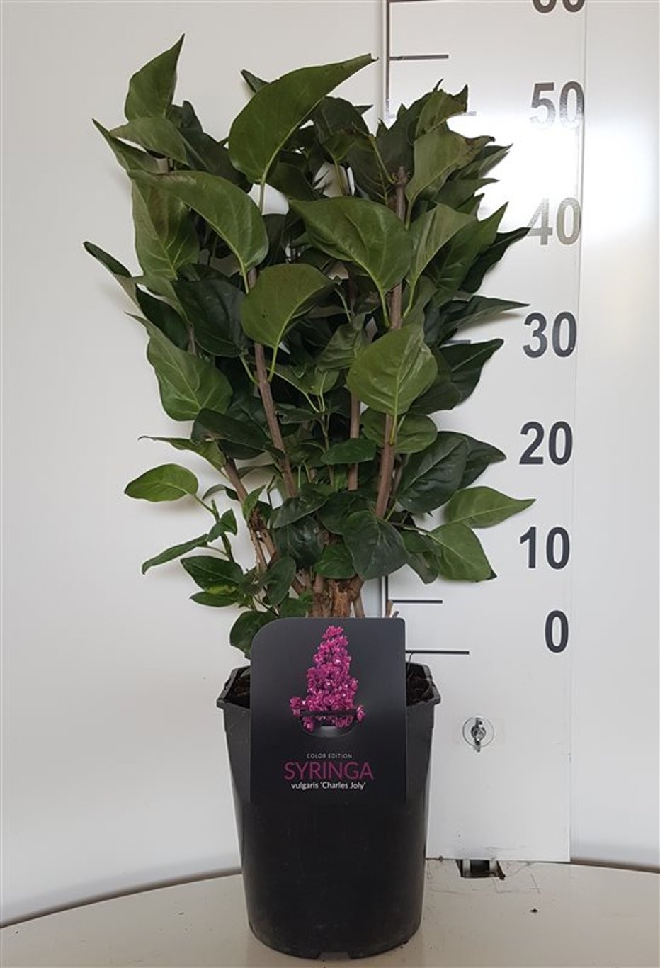 Syringa v. 'Charles Joly' - C2 30-40 CM